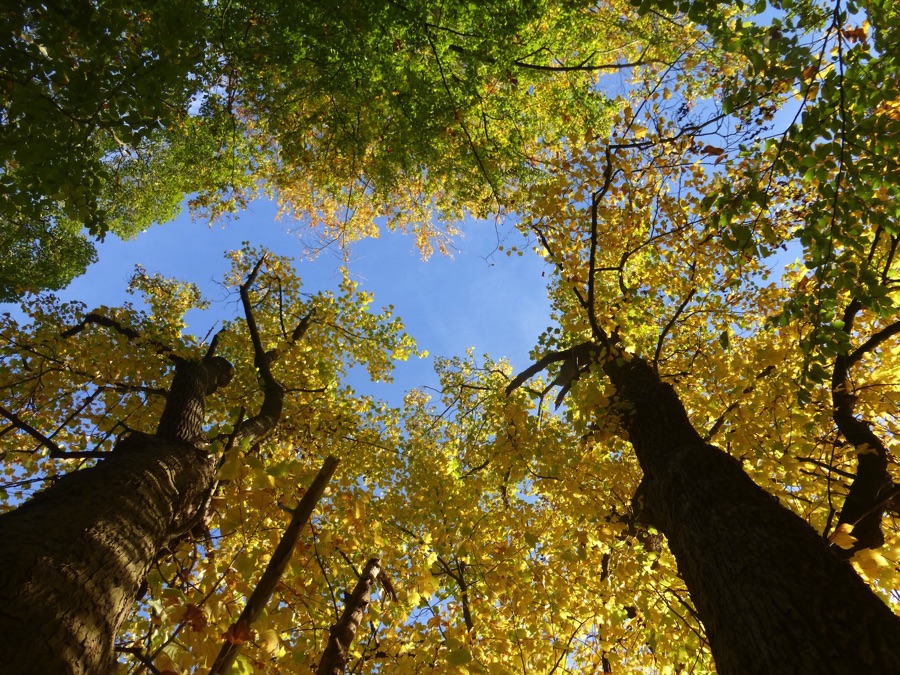 Looking up at blue sky through a beech tree canopy